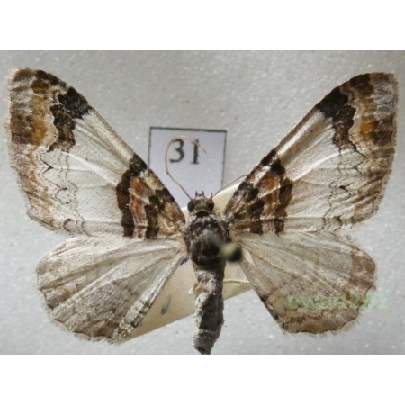 Catarhoe cuculata (Hufnagel, 1767) Czech31